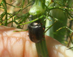 Chrysolina bankii