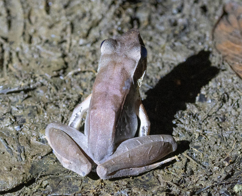 Wondiwoi Frog, Hylarana volkerjane