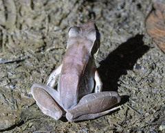 Papurana volkerjane