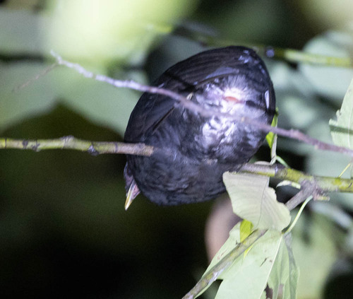 Dusky Megapode (Megapodius freycinet), photo 9