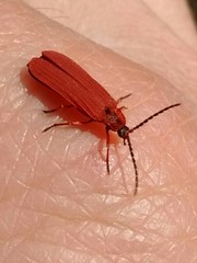 Dictyoptera simplicipes