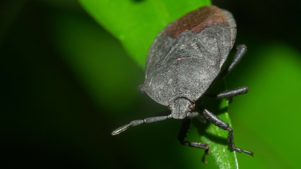 Cyclopelta Siccifolia From Mahim Nature Park, Dharavi, Mumbai 