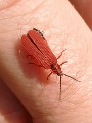 Dictyoptera simplicipes