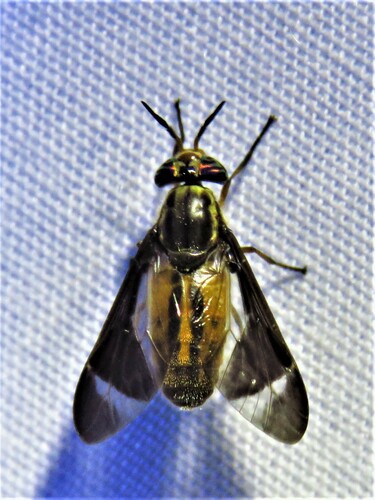 Chrysops pikei photo 4