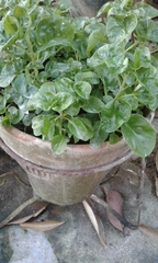 Alternanthera sissoo