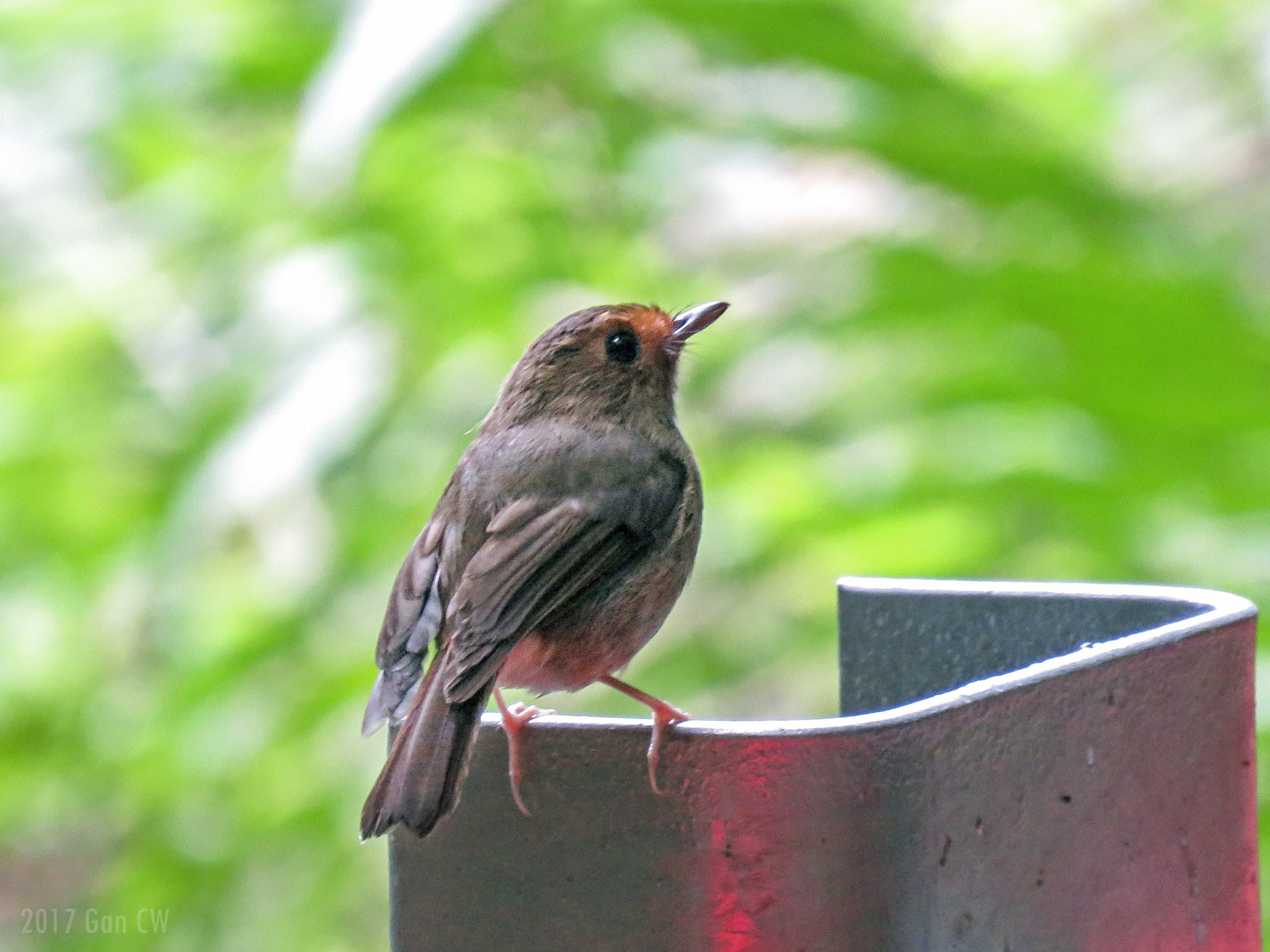 Rufous-browed Flycatcher illustration