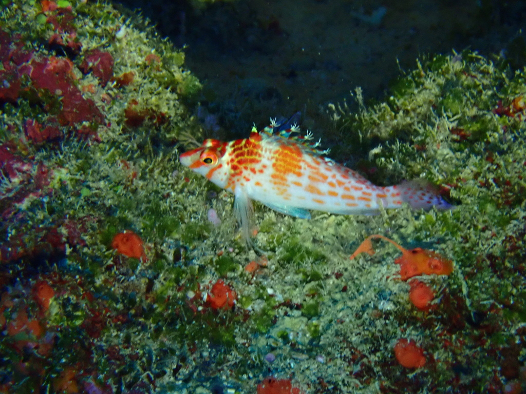 Dwarf hawkfish
