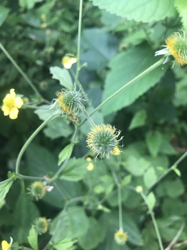 Image of Geum japonicum by no rights reserved