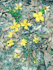 Hypericum microsepalum