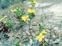 Hypericum microsepalum