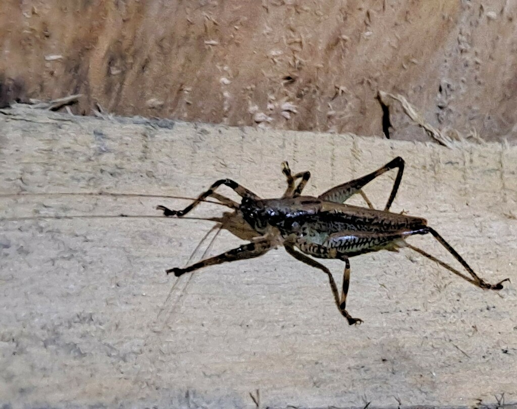 Philmontoides