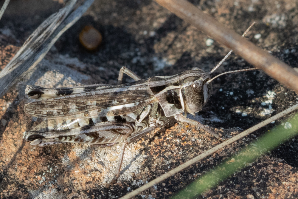 Yukon Grasshopper