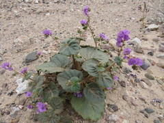 Phacelia calthifolia