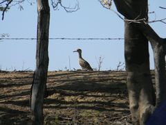 Burhinus bistriatus