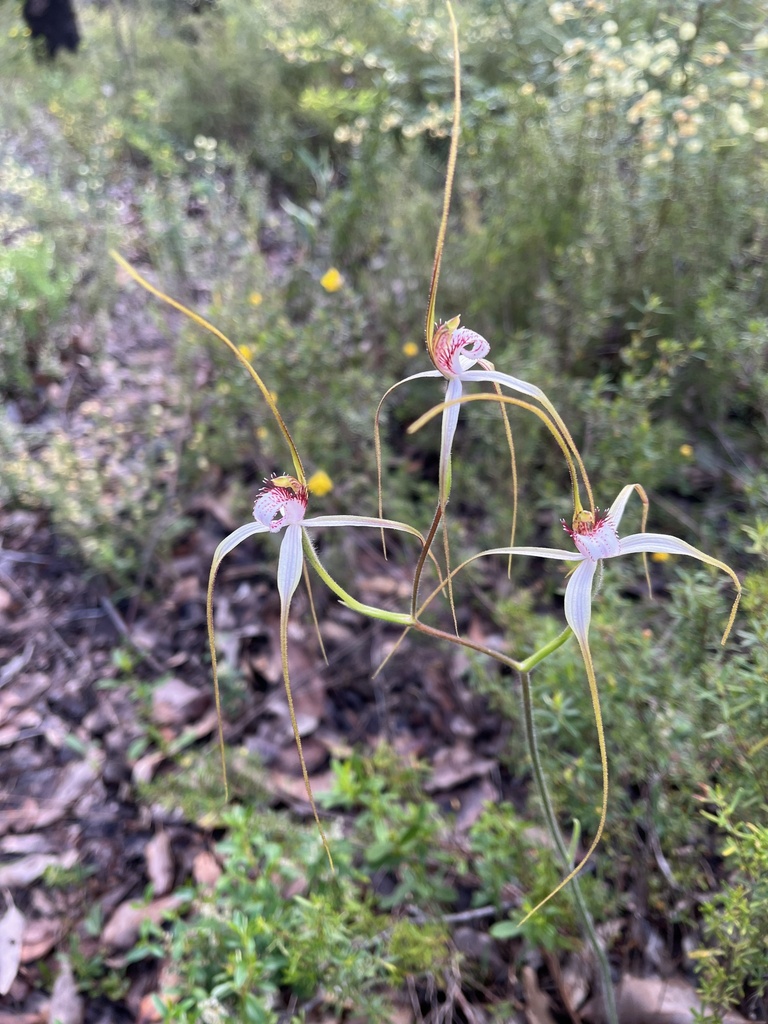 White Spider Orchid from Bramley National Park, Margaret River, WA, AU