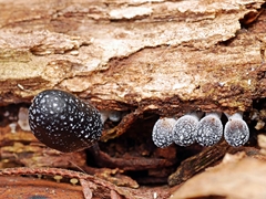 Mycena nargan