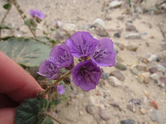 Phacelia calthifolia