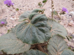 Phacelia calthifolia