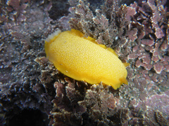 Doriopsilla albopunctata