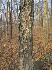 Betula costata
