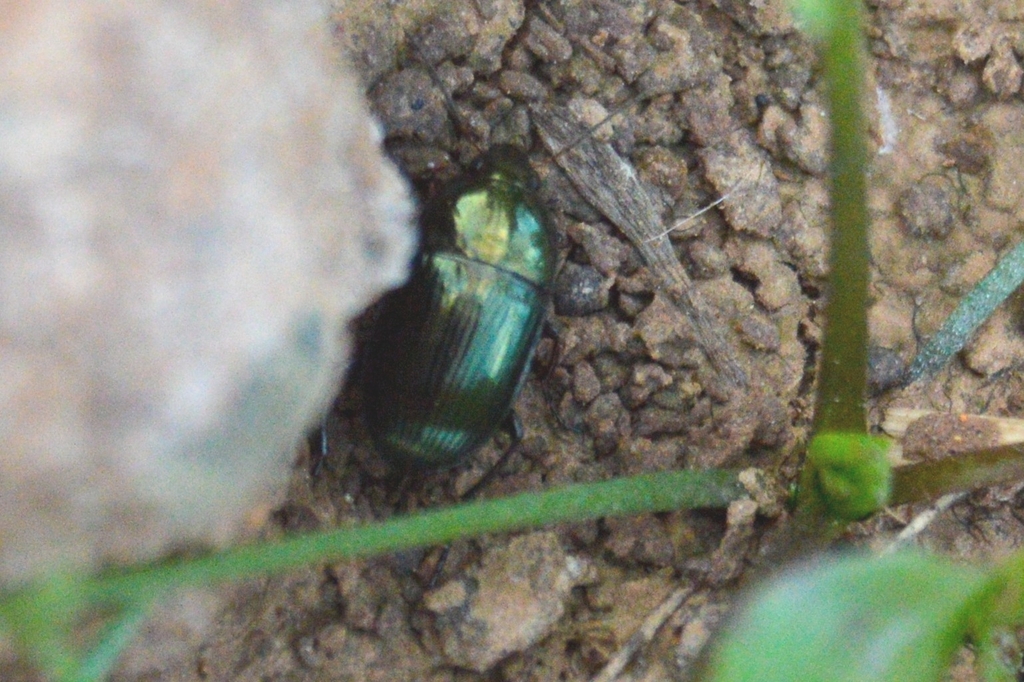 Amara montivaga