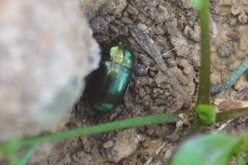 Amara montivaga