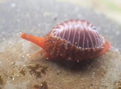 Pseudopusula californiana