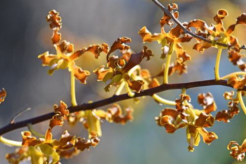 Dendrobium discolor