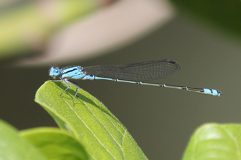 Australian Blue Riverdamsel