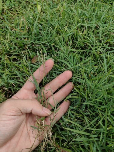 Digitaria didactyla observed 2023-08-27