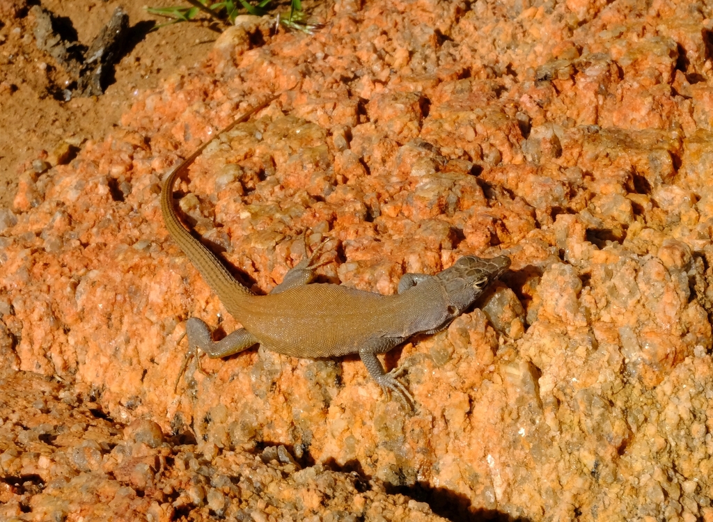 Plain Sand Lizard in August 2023 by Nick Helme · iNaturalist