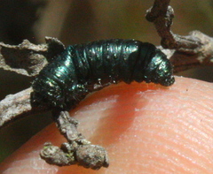 Trirhabda flavolimbata
