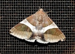 Dysgonia constricta