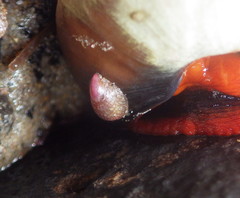 Crepidula norrisiarum