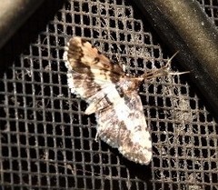Nacoleia amphicedalis