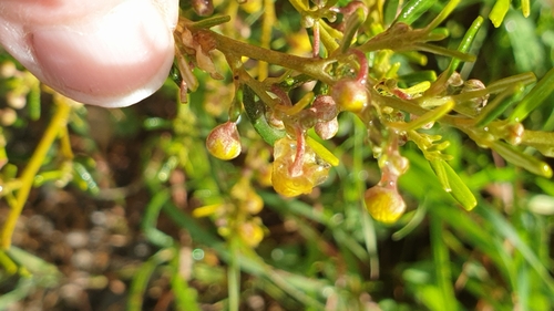Image of Beyeria leschenaultii by (c) Rosalie Lawrence, some rights reserved (CC BY)