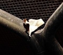 Esthlodora versicolor