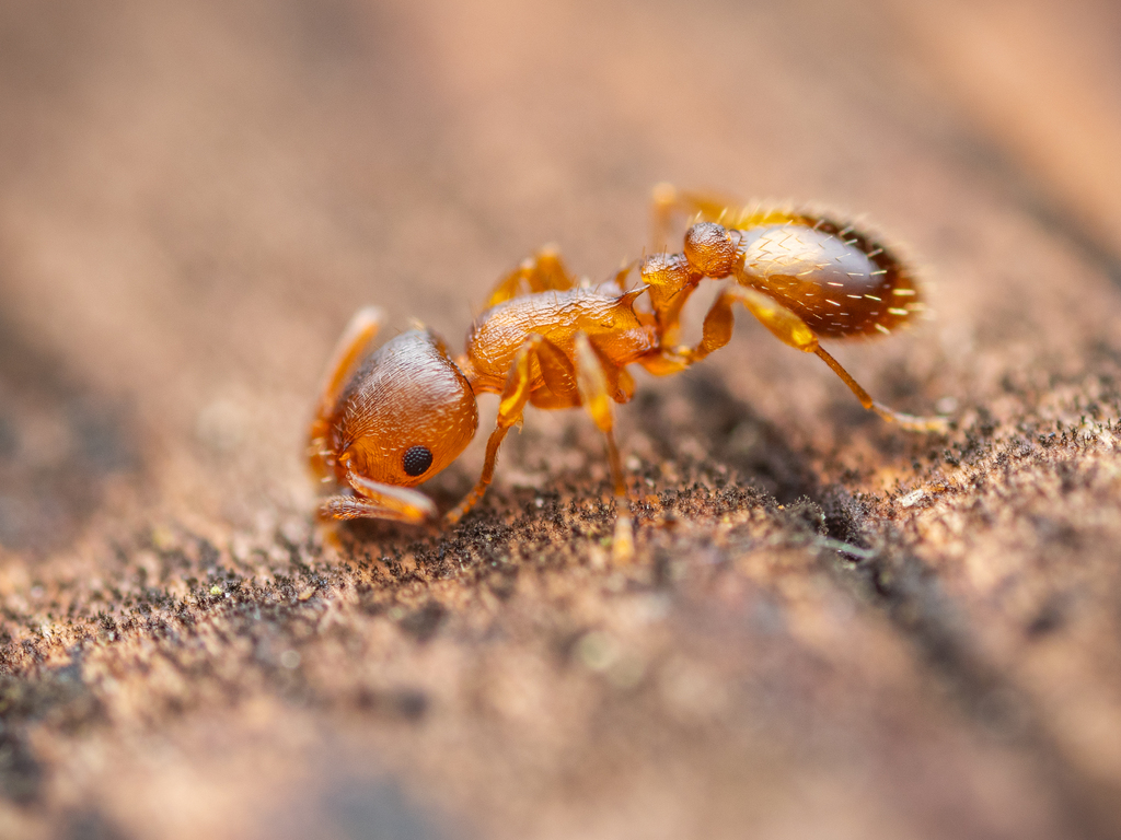 Temnothorax crassispinus