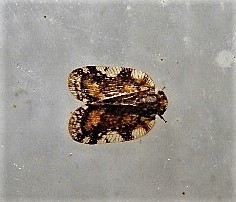 Aprivesa exuta