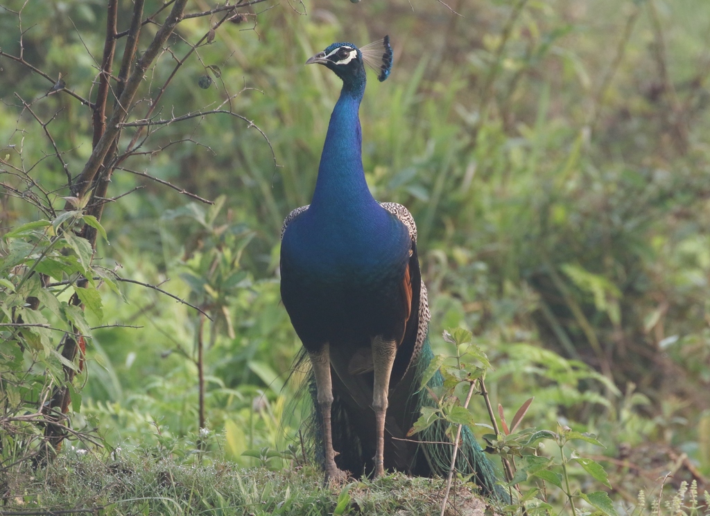 Indian Peafowl from Bhuya Para, Assam, India on April 9, 2023 at 06:18 ...