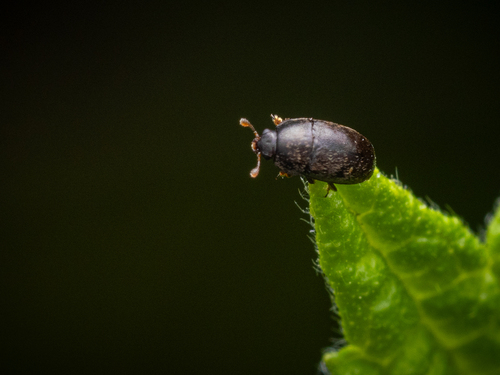Horehound pollen beetle