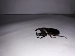 Aegopsis curvicornis