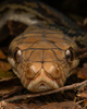 Australian Scrub Python - Photo (c) ajmitchh, some rights reserved (CC BY-NC)