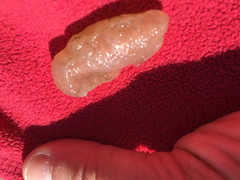 Aplidium