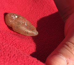 Aplidium
