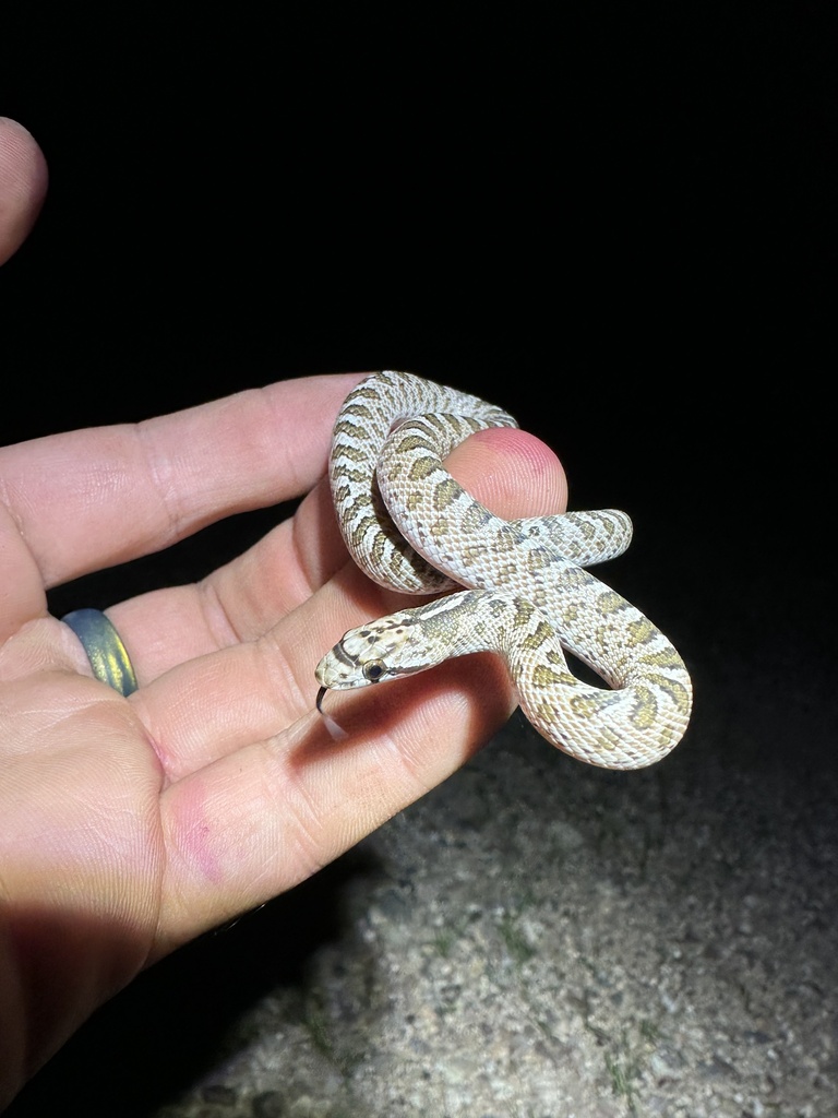 Glossy Snake in September 2023 by Matthew Lachiusa · iNaturalist