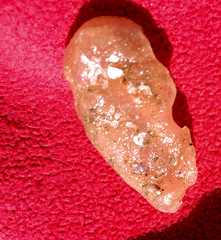 Aplidium