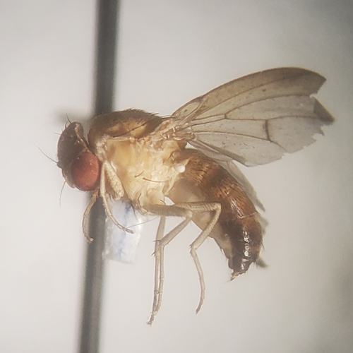 Rhinoleucophenga obesa