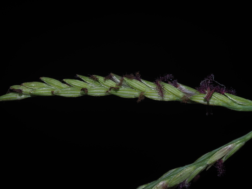 Image of Blue Couch (Digitaria didactyla) by (c) Kevin Faccenda, some rights reserved (CC BY)