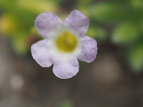 Image of Nama sandwicensis by (c) Kevin Faccenda, some rights reserved (CC BY)